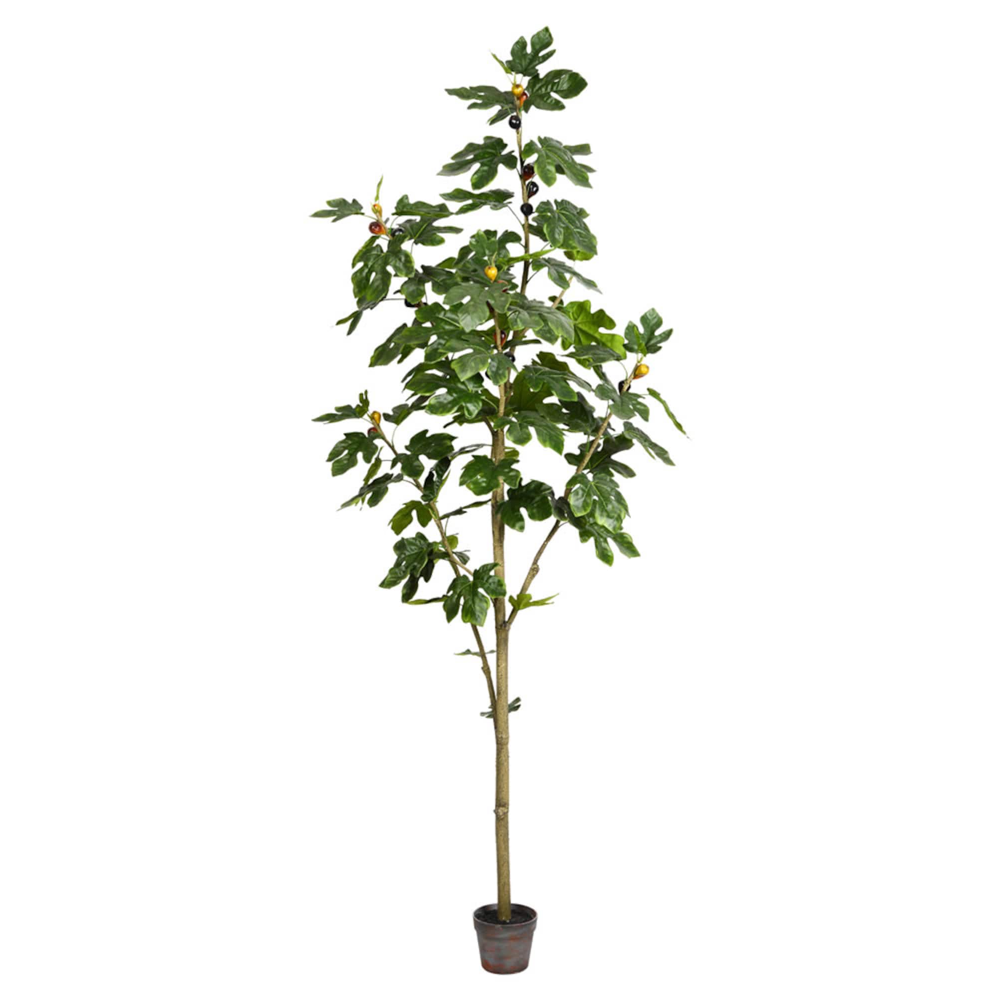 7ft. Potted Fig Tree